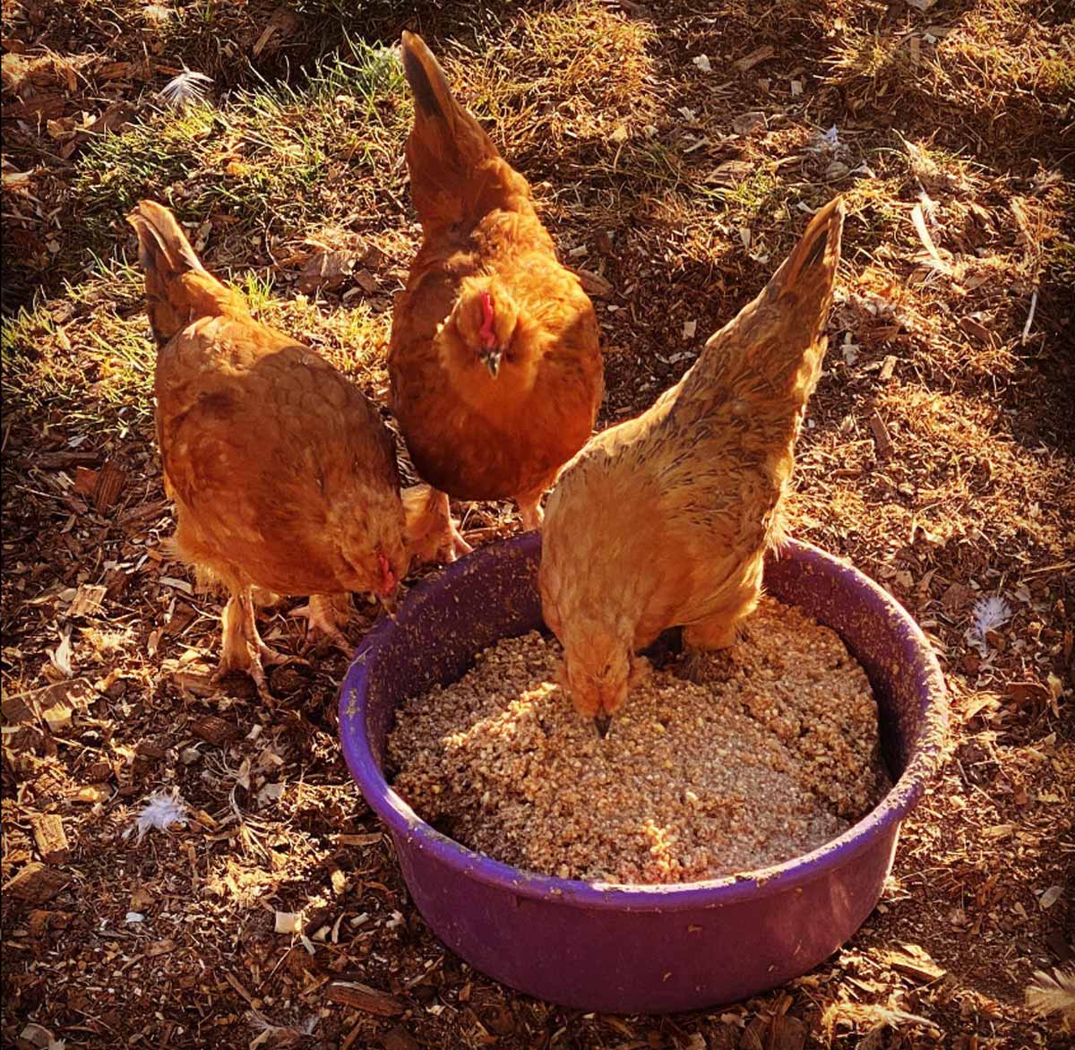 What to Feed Chickens (Without Chicken Feed) — Homesteading Family