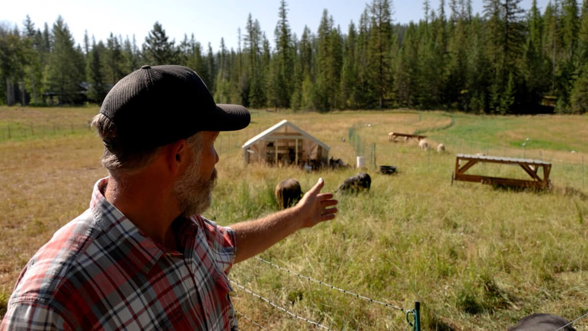 A man in a pasture with multiple animals.