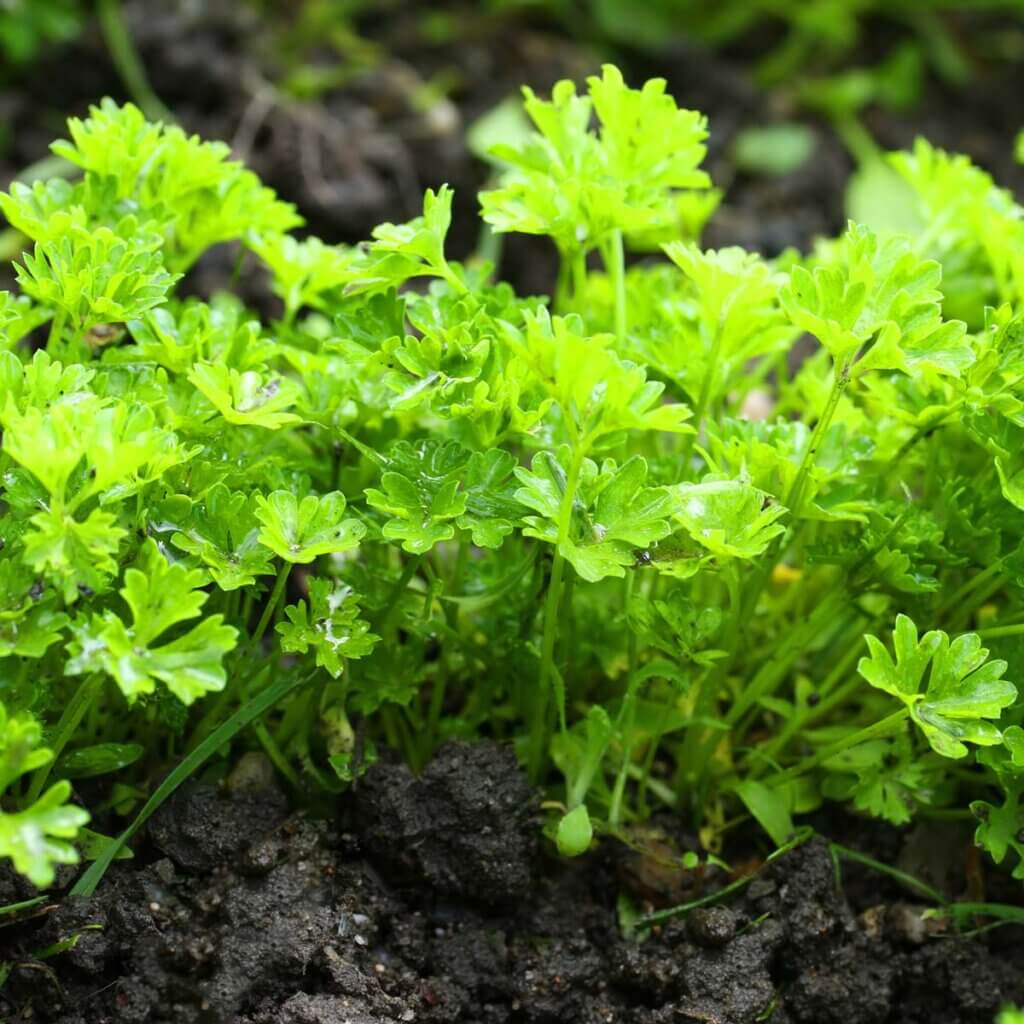 Parsley growing in the garden.