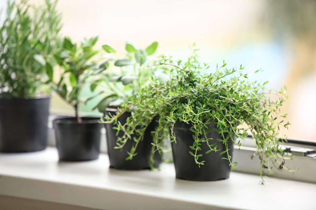 A thyme plant and other herbs growing in a windowsill.