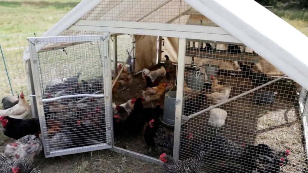 Chickens inside a mobile chicken coop with the door open.