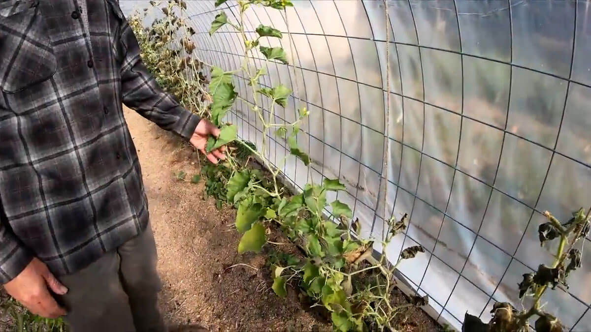 How to Protect a Garden From Frost — Homesteading Family