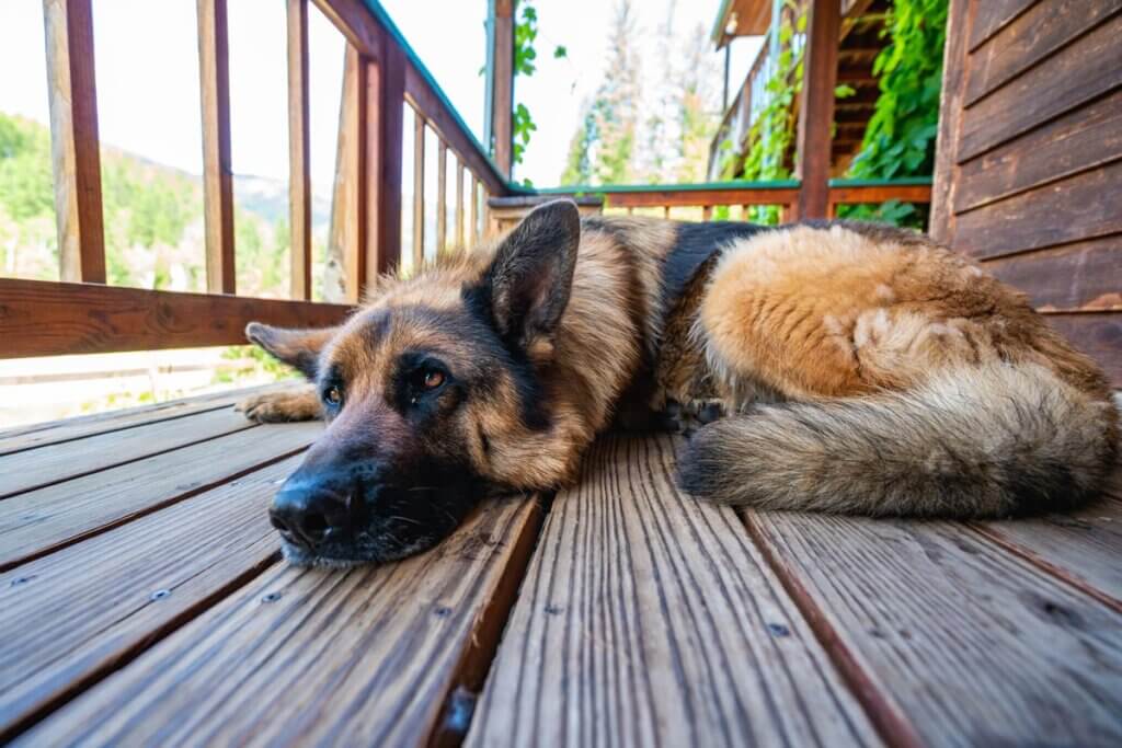 A dog lying outside on the deck.