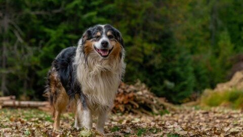 A dog that looks like he's smiling.