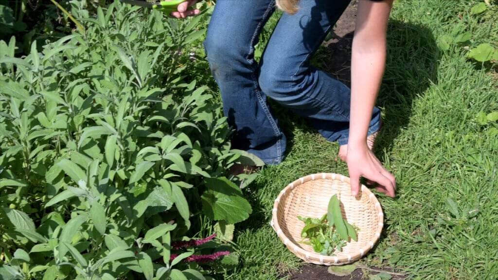 A young girl harvesting herbs from the garden.