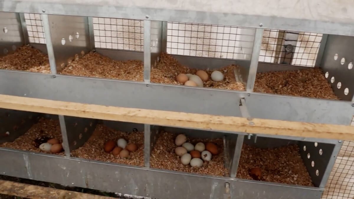 Nesting boxes with eggs in them.