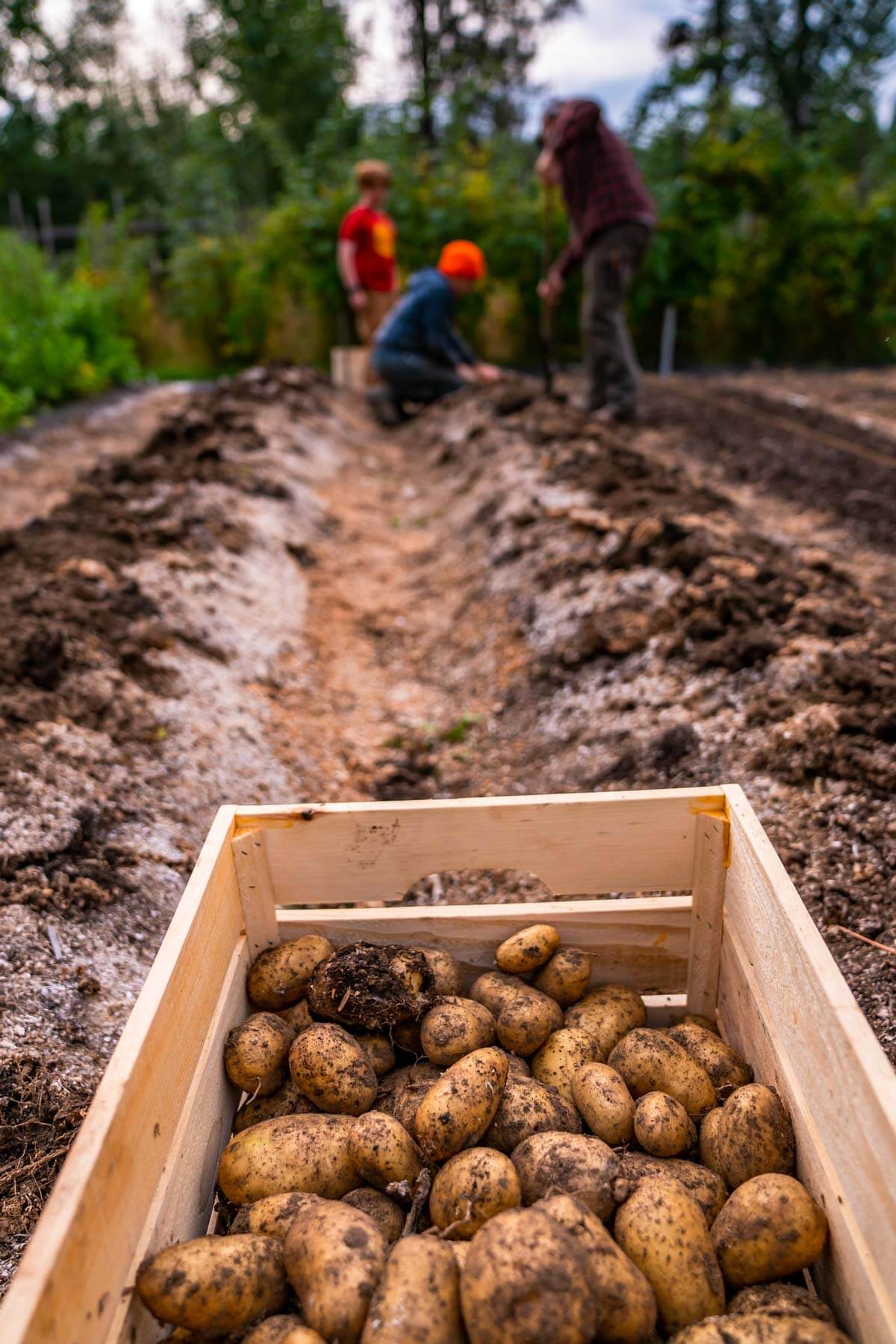A family digging up potatoes from the garden with a crate full of potatoes in the foreground.