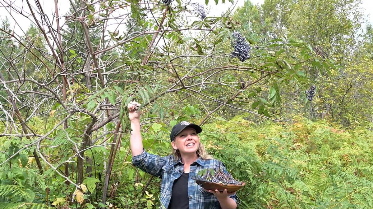 DIY Elderberry Gummies (Immunity Support) — Homesteading Family