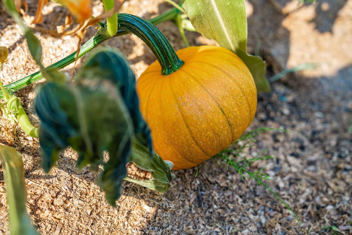 Pumpkin growing in the garden.