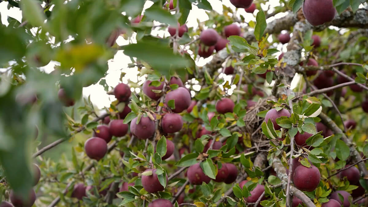 Apples in an apple tree.