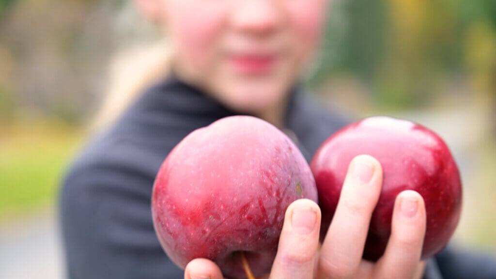 A young girl holding up two apples in her hand.