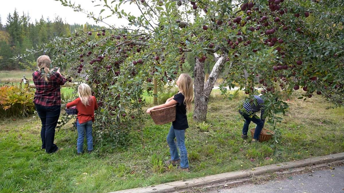 A group of kids and their mom picking apples from trees.