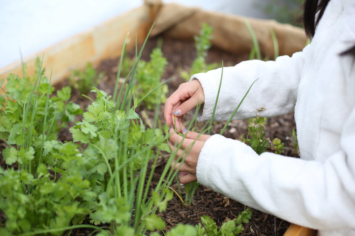 Cilantro and green onions growing in a garden.