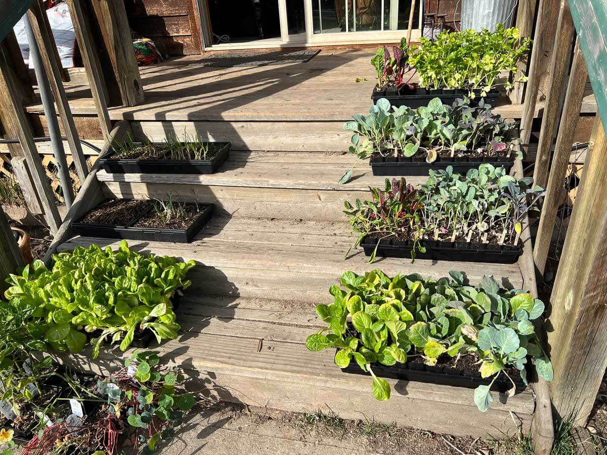 Seedlings on a sunny staircase outside.