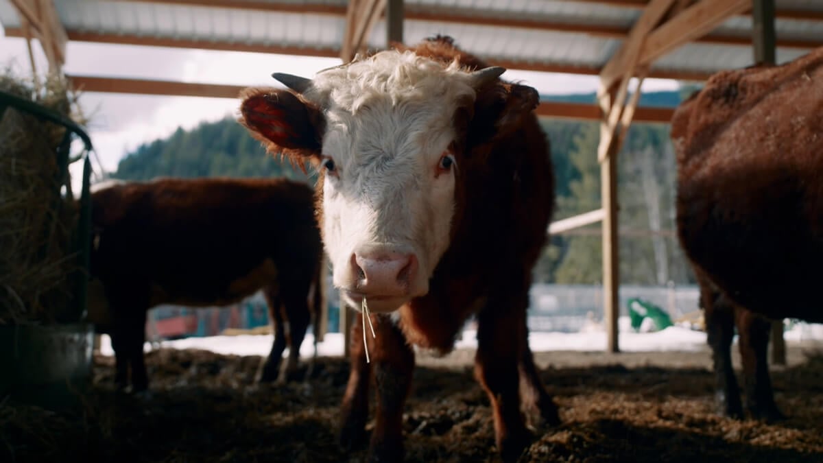Close up of a cow's face.