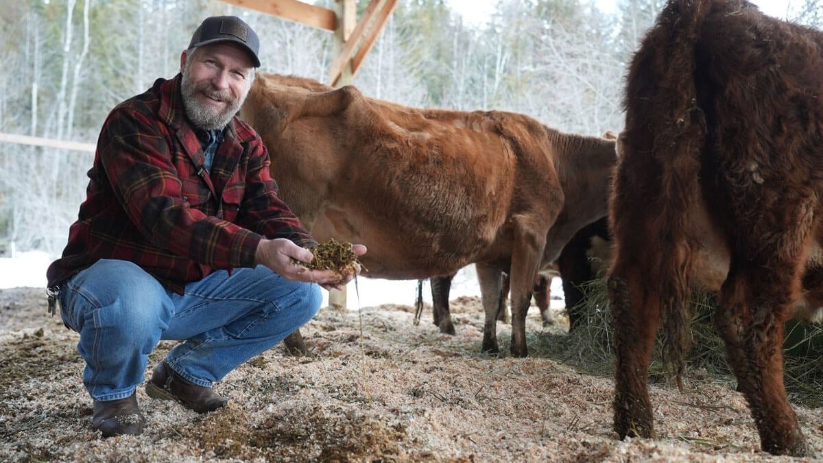 A man picking up deep bedding in a barn.