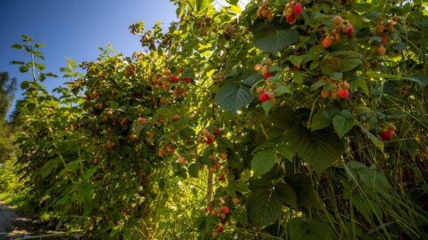 A large row of raspberry bushes.