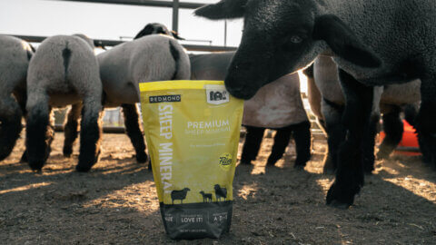 Sheep with a bag of sheep minerals.