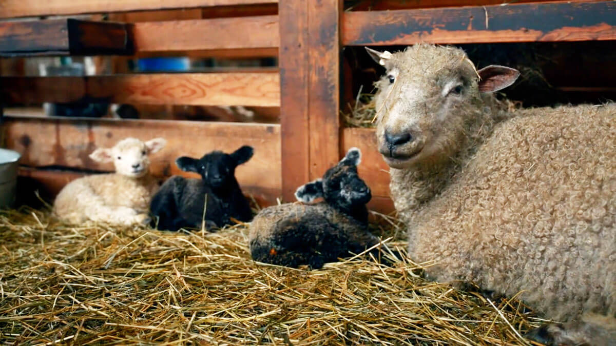 Sheep and baby lambs in a barn stall.