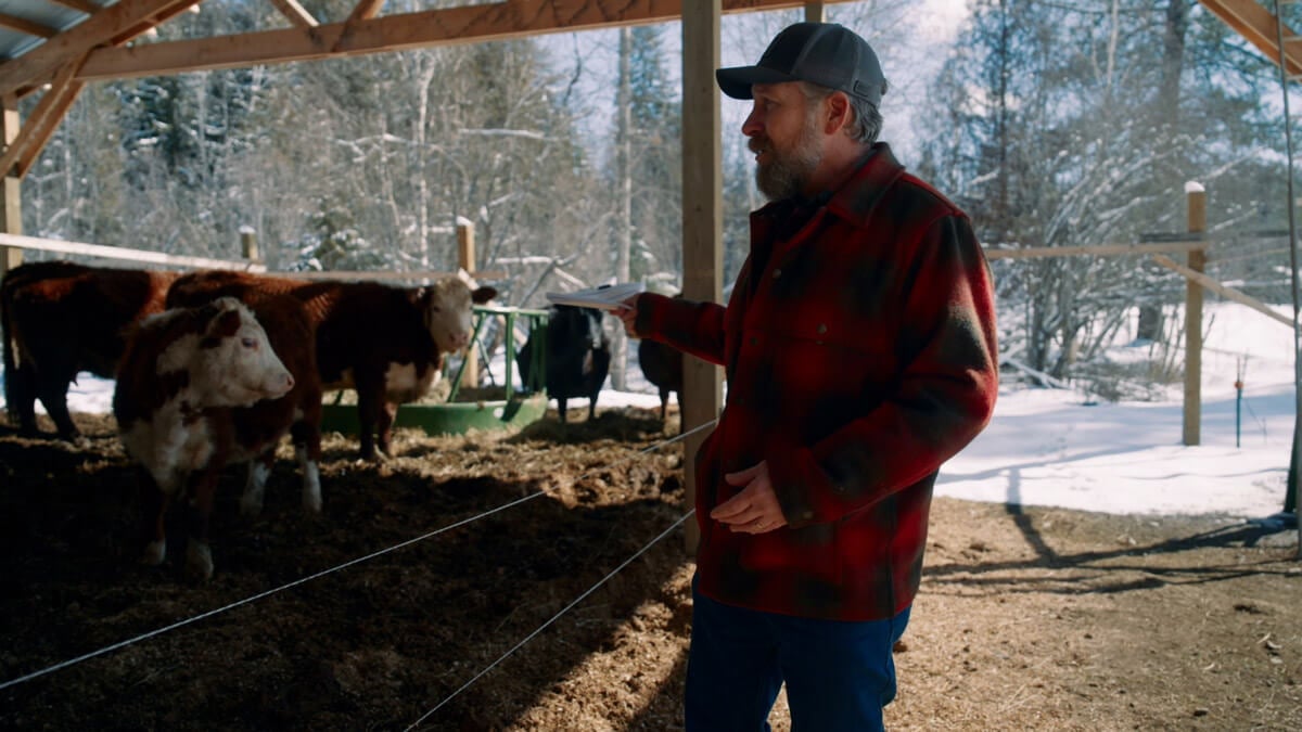 A man in a barn with cattle.