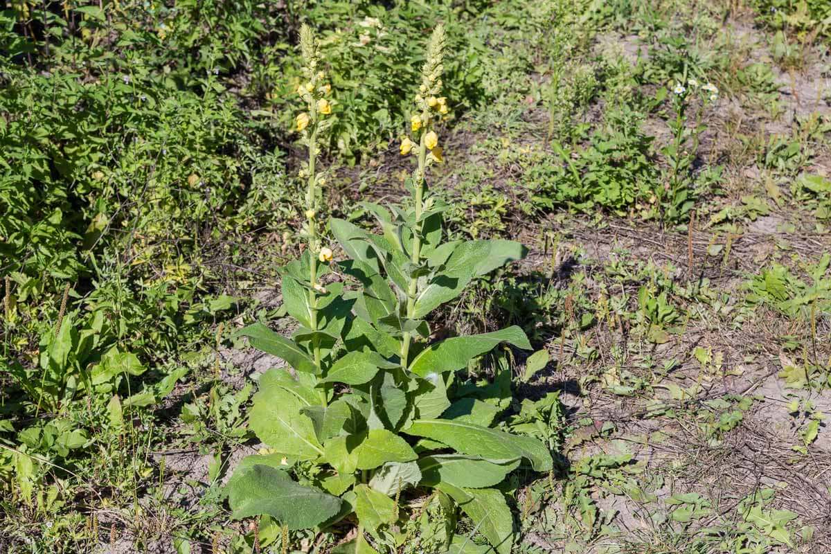 Mullein plant with yellow flowers.