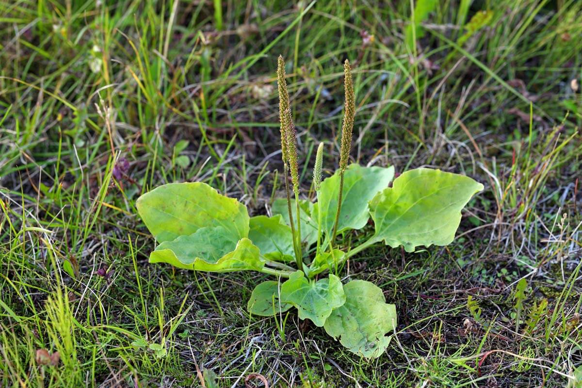 Broad leaf plantain plant growing in the ground.