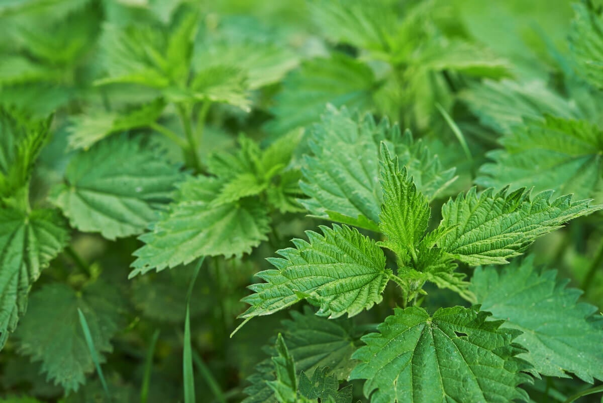 Stinging nettle plant leaves close up.