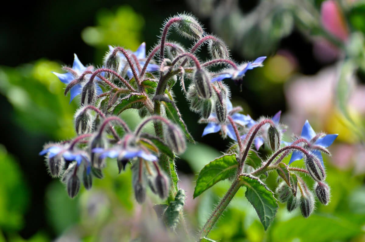 what not to plant with borage