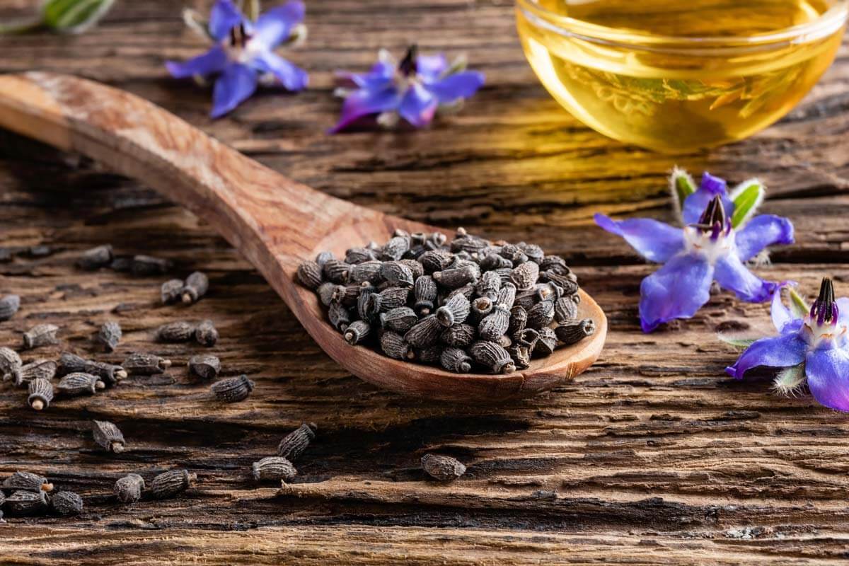Borage Root Borage Plant Benefits and Cultivation Tips — Homesteading Family
