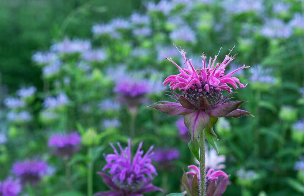 thumbnail image 2 of Toadstool Seeds Bee Balm Mix – 100 Seeds – Purple, Pink, White – Attracts Hummingbirds 2 of 6