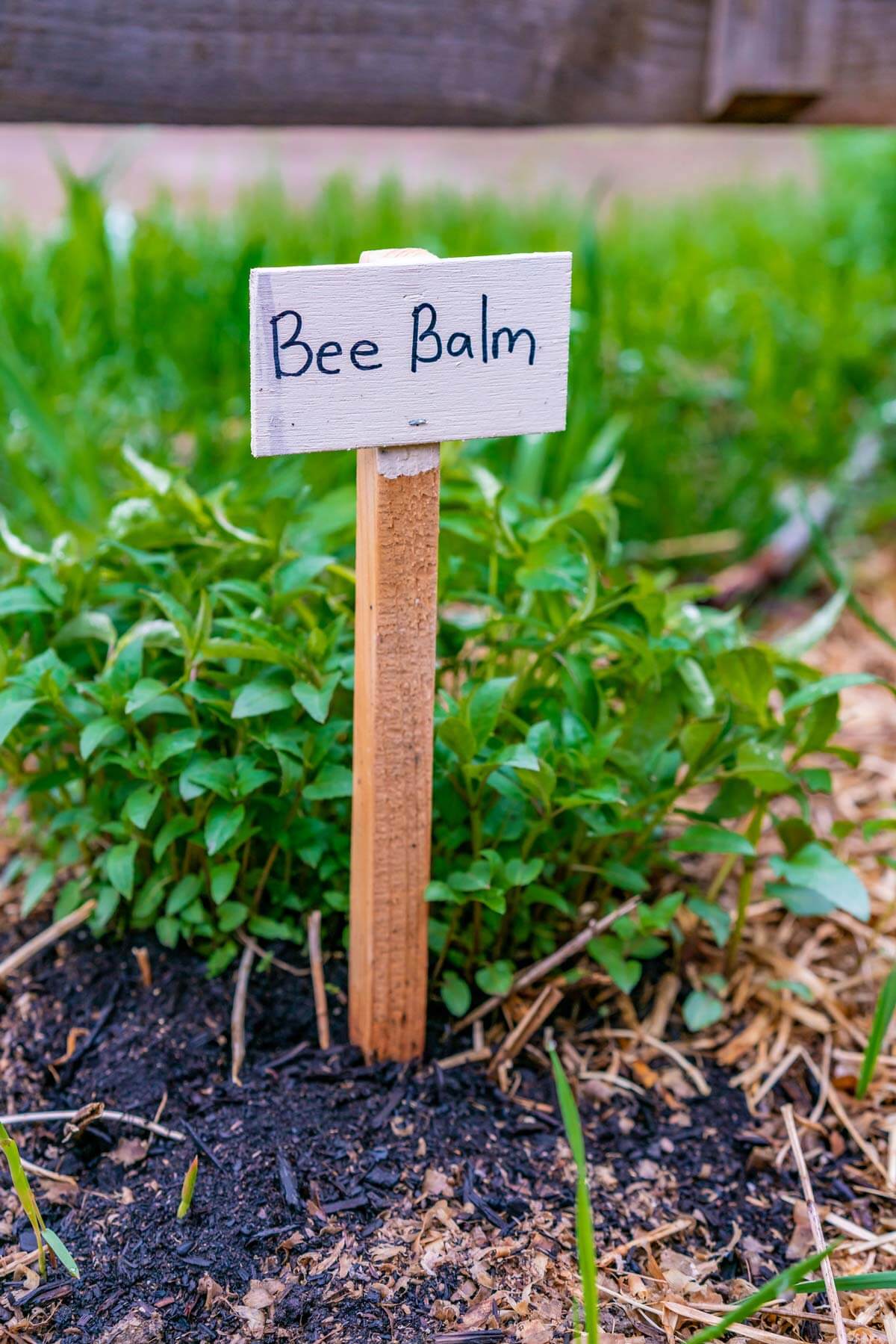 Small bee balm plant with a "bee balm" sign.