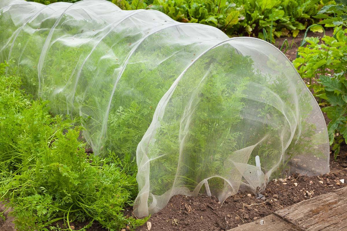 Mesh netting over a row of carrots for pest protection.