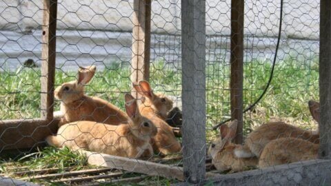 Rabbits in a hutch.