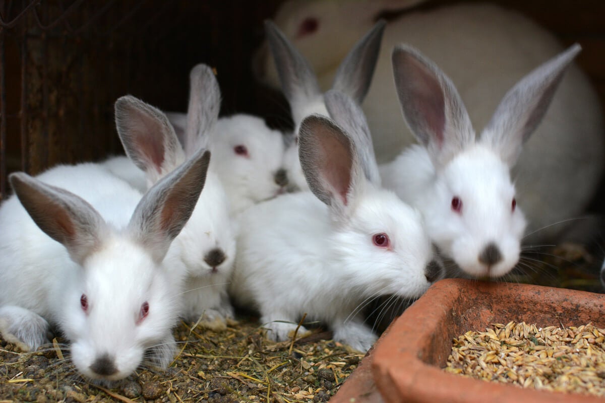 Raising Rabbits for Meat: A Comprehensive Guide — Homesteading Family