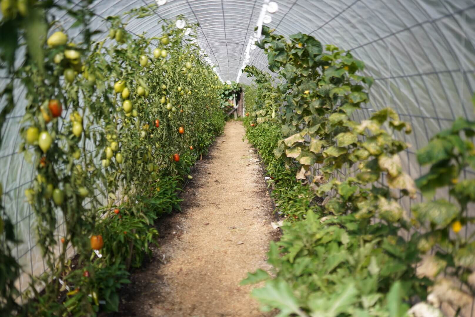 Tomato String Trellis Growing Tomatoes Vertically — Homesteading Family