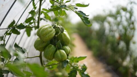 Tomatoes growing inside a hoop house.