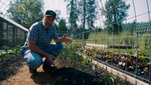A man crouched in the garden next to a tomato plant.