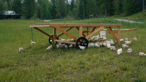 A wooden chicken tractor, or chickshaw.