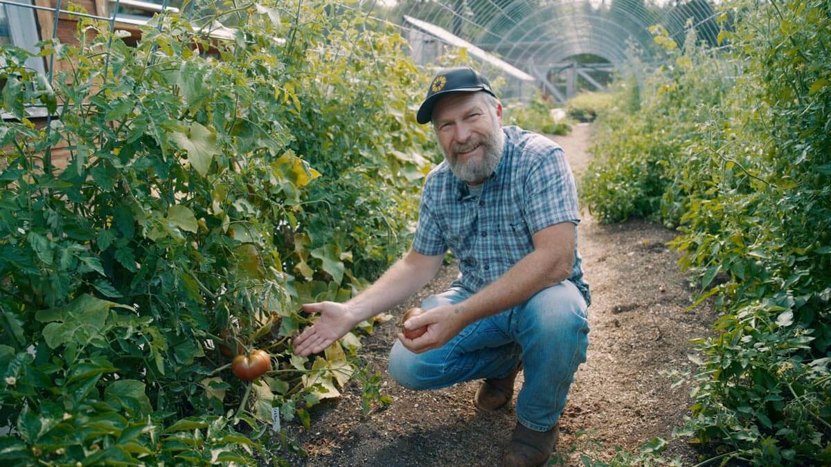 A man crouched down by a tomato plant.