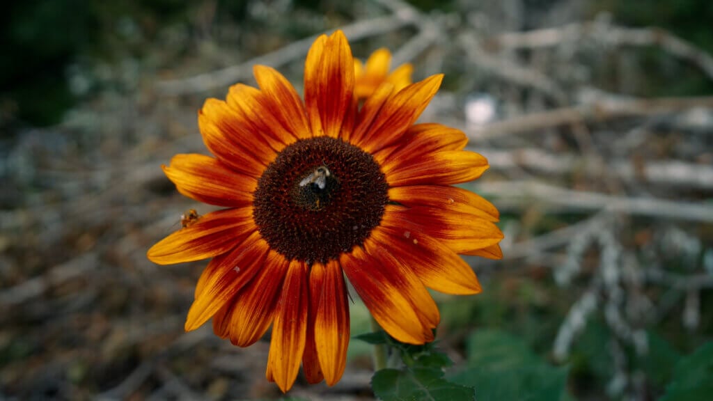 A bee collecting pollen from a sunflower.