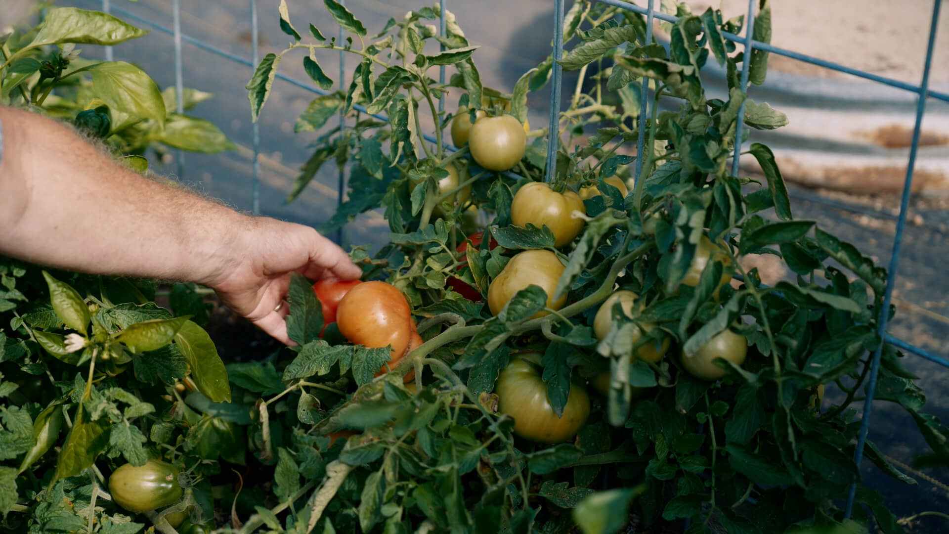 A man harvesting a ripe tomato.