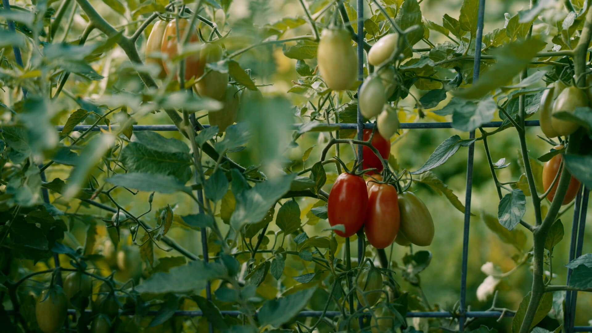 Tomatoes growing on the vine.