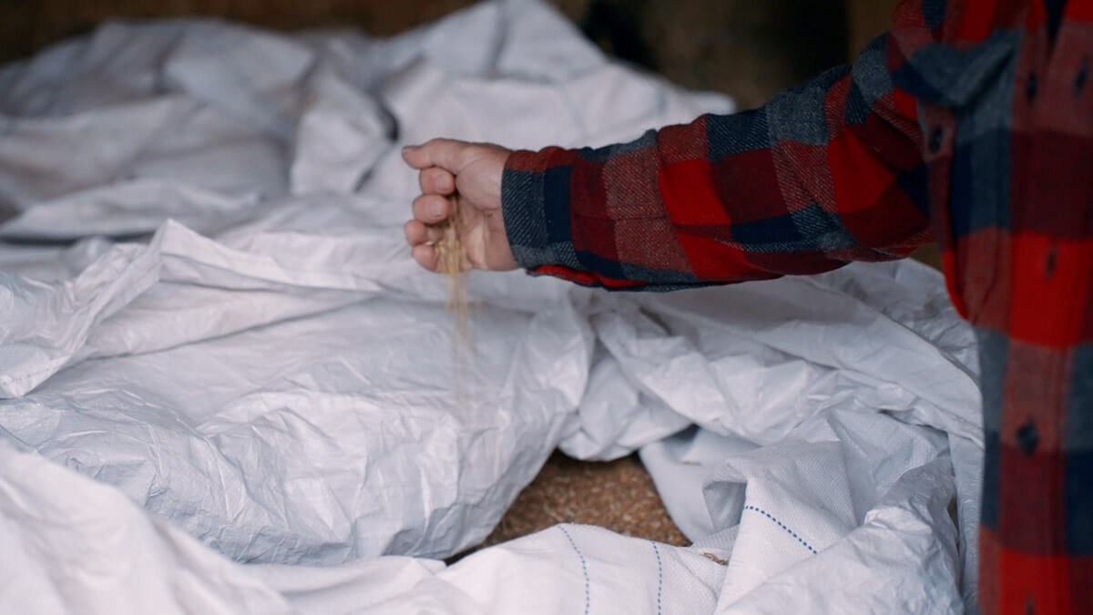 A man's hand sifting through whole grains.