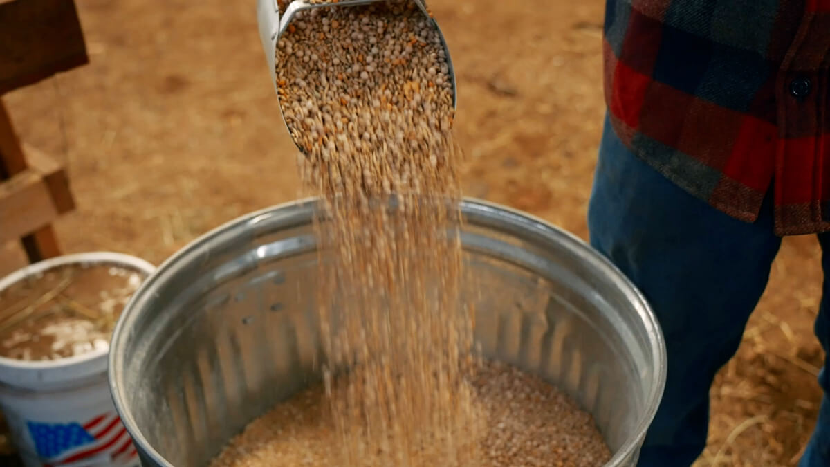 Mixed grain in a metal trash can.