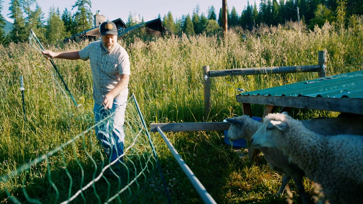 A man moving portable fencing in a pasture with sheep.