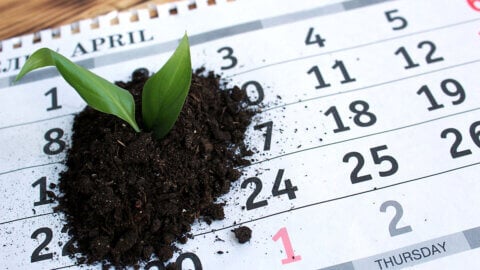 A calendar with a pile of dirt and a plant in it.