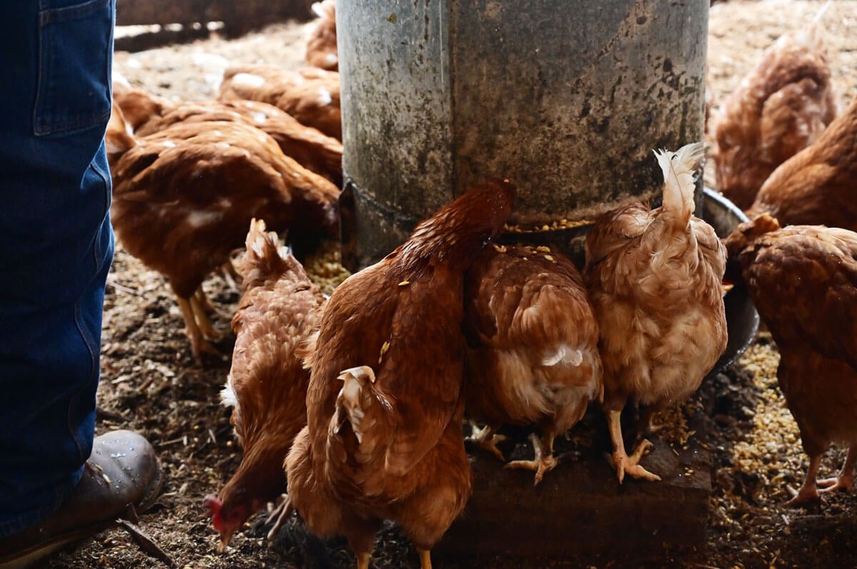 Chickens eating fermented chicken feed from a feeder.