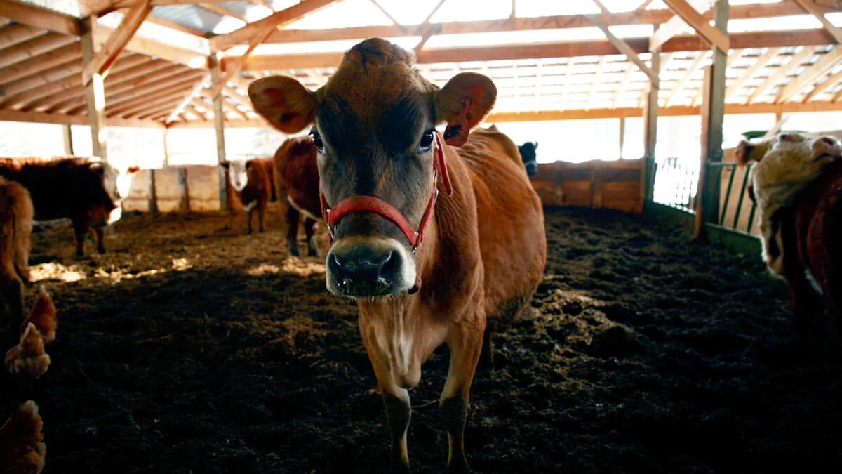 A picture of a cow's face standing inside a barn.