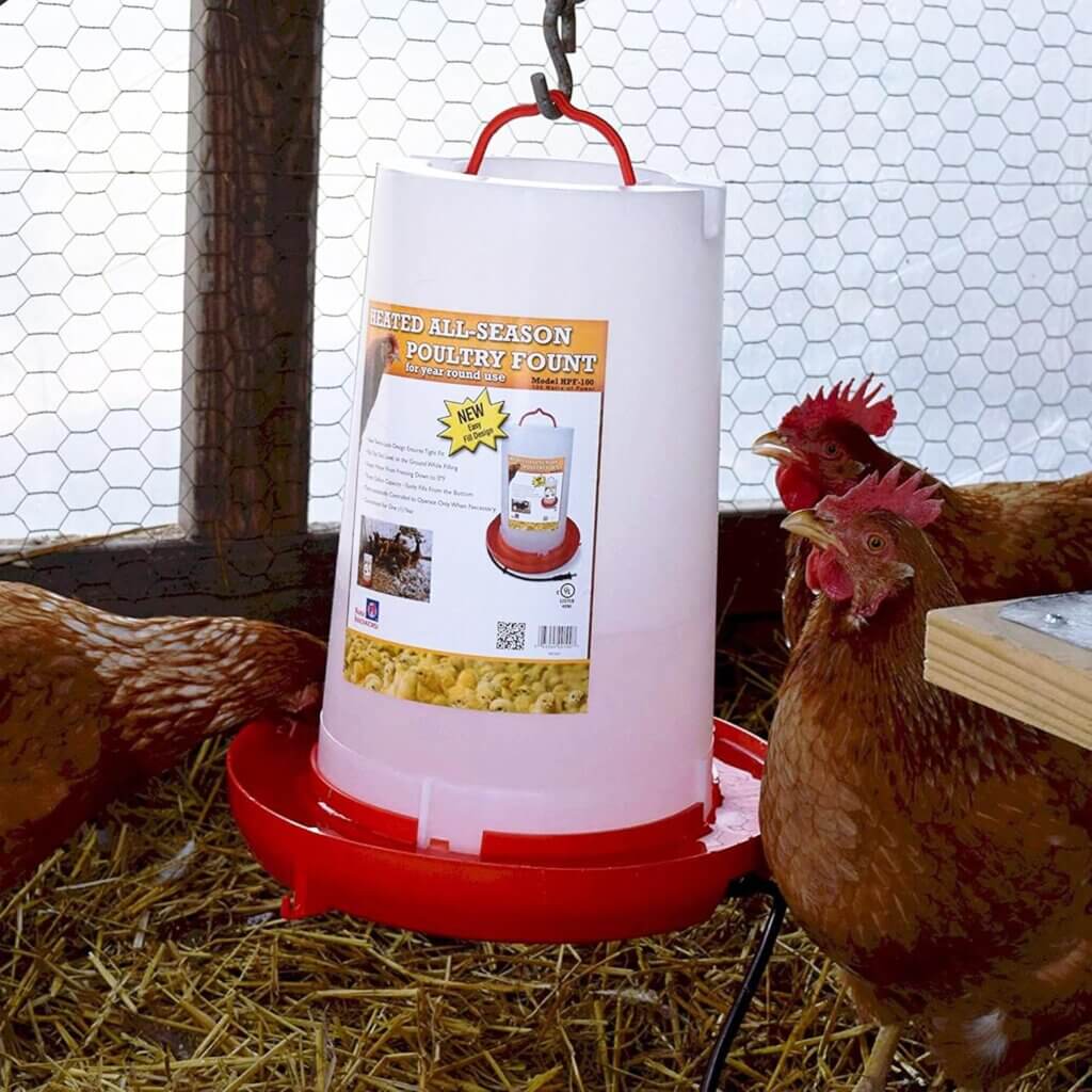 Heated chicken waterer hanging in a coop.