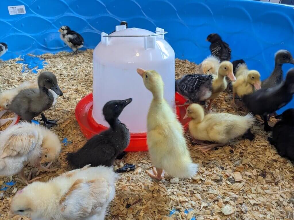 Plastic waterer in a tub with baby chicks and ducks.